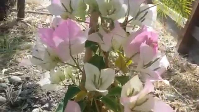 "Thai Imperial Delight" Bougainvillea смотреть онлайн