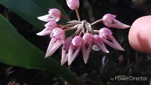 Орхидея Бульбофиллум /Bulbophillum, как посадить бульбофиллум, варианты посадок.