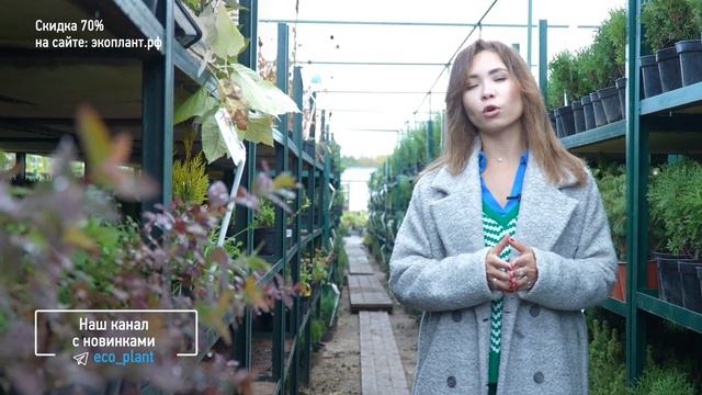 ГОЛУБАЯ ЕЛЬ станет ЗЕЛЕНОЙ? если вы не знаете этого?♀️ смотреть онлайн