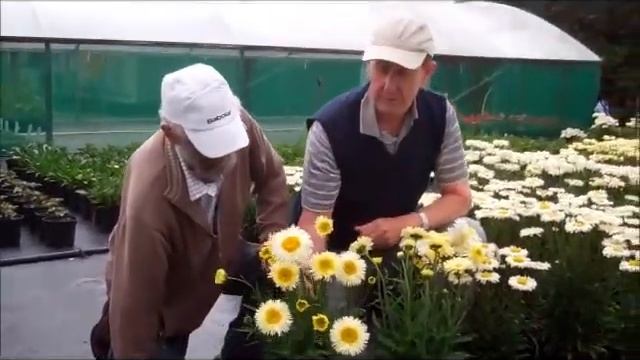 Realflor 2013 Leucanthemums смотреть онлайн