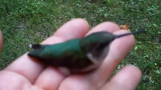 Спасение маленькой колибри смотреть онлайн