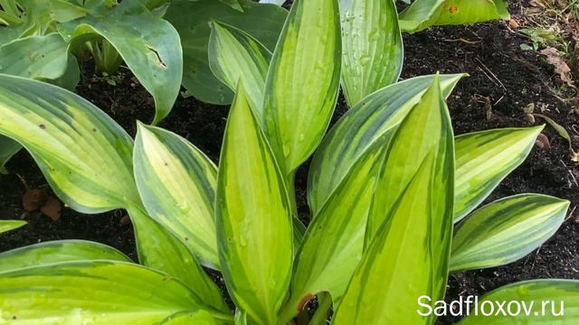 Хоста Ayesha (Айеша) в моем саду