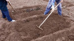 Посадка свеклы семенами в открытый грунт