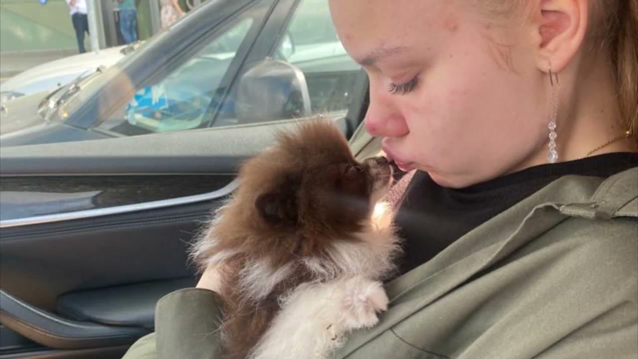 Новый Щенок новая Жизнь! смотреть онлайн