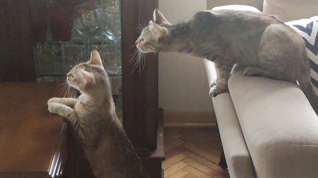 kedinin ciğere bakması bu olsa gerek,kuş gören kediler/where are these cats looking смотреть онлайн