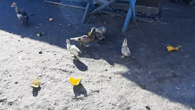 Что с птицей Он следит за нами ? смотреть онлайн