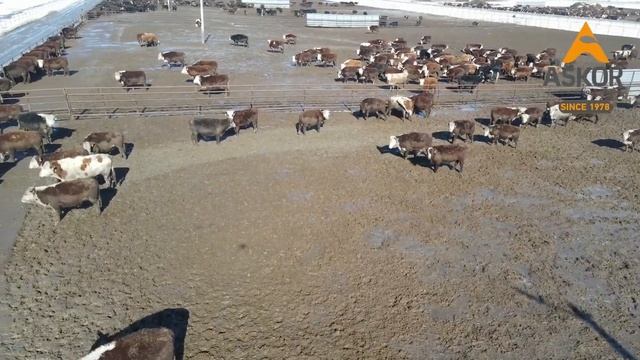 Визит ТехноФермера на KAZBEEF - крупнейшее предприятие по откорму породы Ангус в Казахстане смотреть онлайн