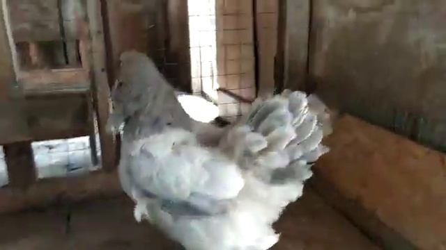 Брама светлая Рязань (Light Brahma) смотреть онлайн