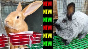 НОВЫЕ ПОРОДЫ КРОЛИКОВ: БУРГУНДСКАЯ И СЕРЕБРО