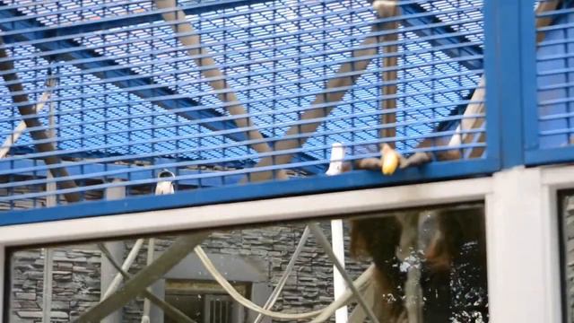 Новосибирский Зоопарк. День защиты детей 2016 смотреть онлайн