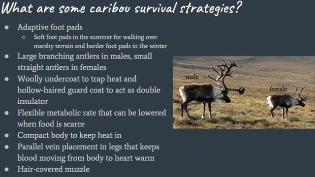 Caribou (Rangifer tarandus) смотреть онлайн