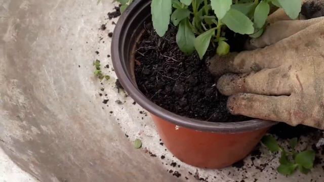 HOW TO PROPAGATE STEVIA BY PLANT DIVISION / STEVIA PROPAGATION. Tam-awan Berry Garden смотреть онлайн