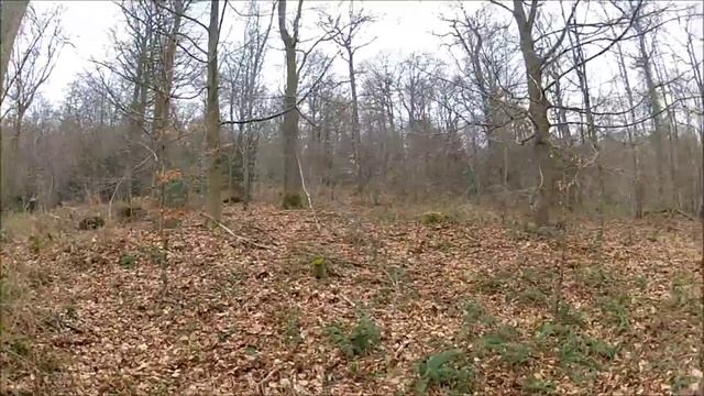 chasse bécasse setter février 2015 Basse Normandie смотреть онлайн