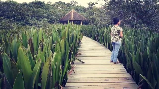 Beddagana Wetland Park Sri Jayawardanapura Kotte Sri Lanka (2018 by Kanishka ) смотреть онлайн