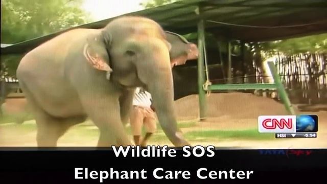 Raju elephant's journey with Wildlife SOS смотреть онлайн