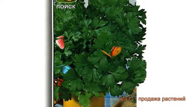 Петрушка обыкновенная Обыкновенная листовая ? обзор: как сажать, семена петрушки смотреть онлайн
