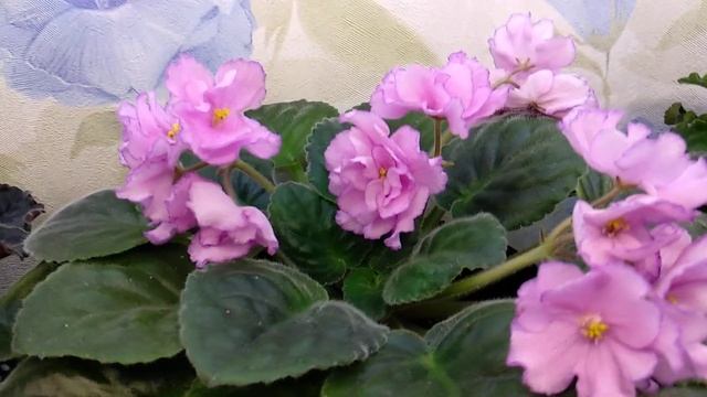 очередной обзор стеллажа с краткой характеристикой сортов смотреть онлайн