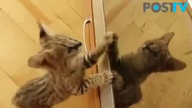 Сервал, котята - Царские кошки! - Serval cat.mp4 смотреть онлайн