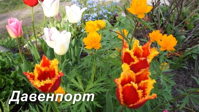 Самые интересные сорта тюльпанов в моем саду смотреть онлайн