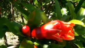 КАК ЦВЕТЕТ ГРАНАТ,КАК ОТЛИЧАТЬ ЖЕНСКИЕ ОТ МУЖСКИХ ЦВЕТКИ