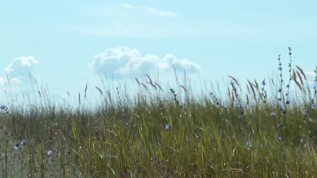 Don steppe, grass .. Донская степь, трава смотреть онлайн