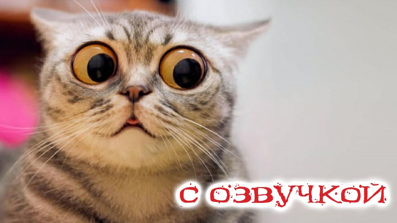 Смешные животные! С ОЗВУЧКОЙ! Приколы с котами и собаками! смотреть онлайн