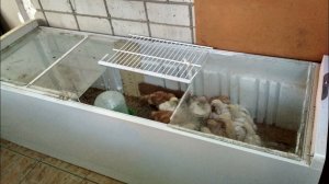 Как сделать брудер из холодильника