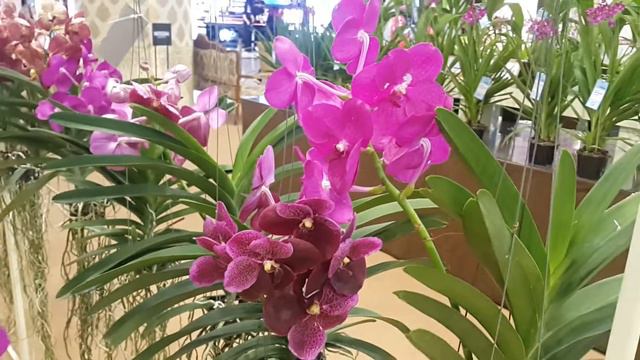 แวนด้าชมพูบานเย็น มหัศจรรย์กล้วยไม้แผ่นดิน Fuchsia-pink Vanda, Siam Paragon Royal Orchid 2020 смотреть онлайн
