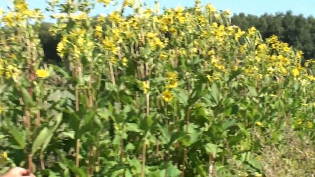 Прекрасный медонос Сильфия пронзеннолисная. смотреть онлайн