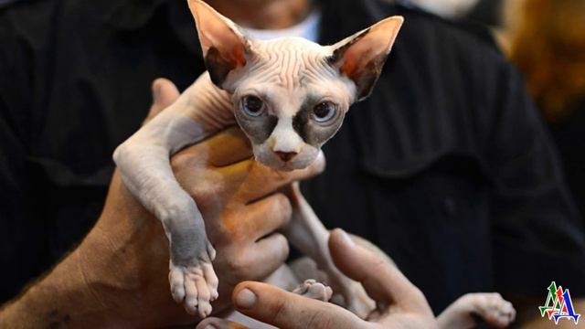 Пудель Кудряшка отважно отбил бездомную кошечку у подвыпившей компании и обрёл друга смотреть онлайн