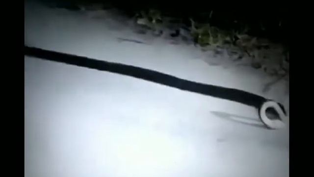 Потрясно!!!Змея укусила сама себя смотреть онлайн