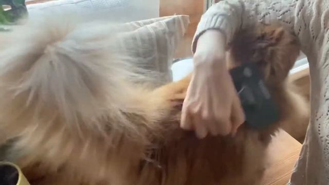 кот ? ПЛЮША ПРЯЧЕТСЯ ПОДМЫШКУ смотреть онлайн