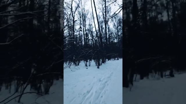 Прогулка по зимнему лесу/ Ну что за красота смотреть онлайн