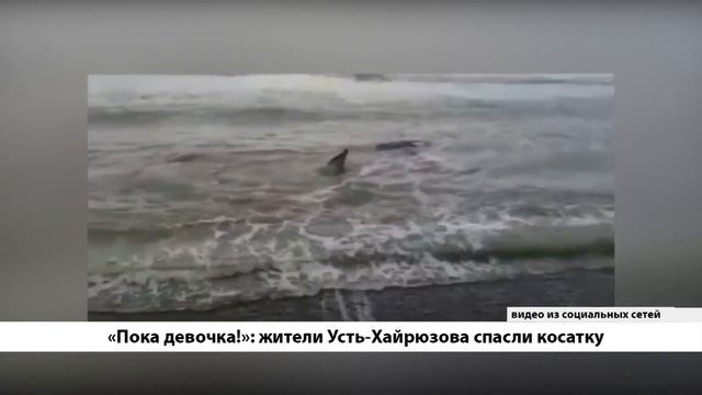 БЕЗ КОММЕНТАРИЕВ: ЖИТЕЛИ УСТЬ-ХАЙРЮЗОВА СПАСЛИ КОСАТКУ смотреть онлайн