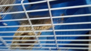 Белка Дегу чилийская как ухаживать и играть