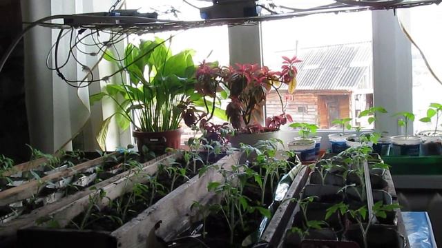 Подсветка рассады светодиодной фито лампой. 05.04.2016г. смотреть онлайн