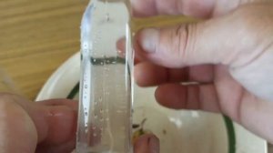 Тибетский молочный гриб. Инструкция по уходу