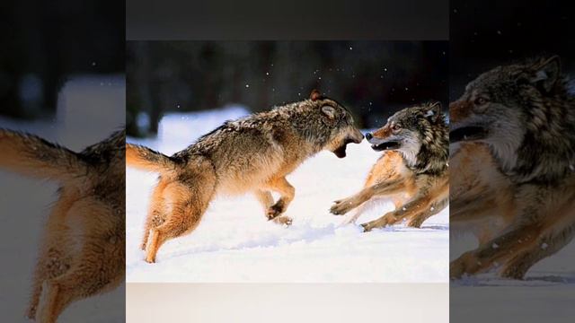 Лишь луна мой друг смотреть онлайн