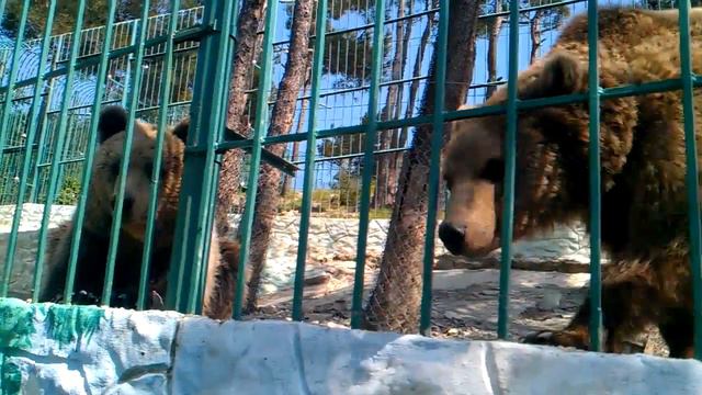 Медвежата в сафари-парке Геленджика смотреть онлайн