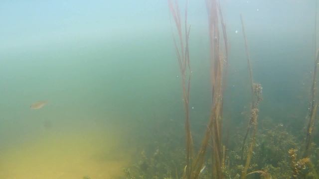 Щука дача пруд смотреть онлайн