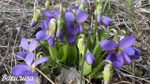 4 апреля народный праздник Василий Теплый. Что нельзя делать. Народные традиции и приметы и суевери