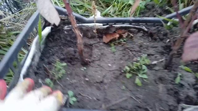 Малина маравилла,заготавливаем маточный корень смотреть онлайн