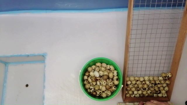 Инкубация перепелов породы белый гигант в инкубаторе матрица вегас ЧАСТЬ №1 Закладка яиц.