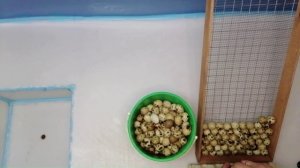 Инкубация перепелов породы белый гигант в инкубаторе матрица вегас ЧАСТЬ №1 Закладка яиц.