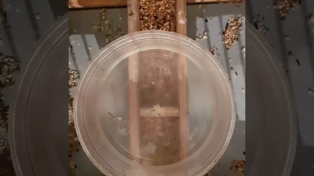 Разведение амадинов смотреть онлайн