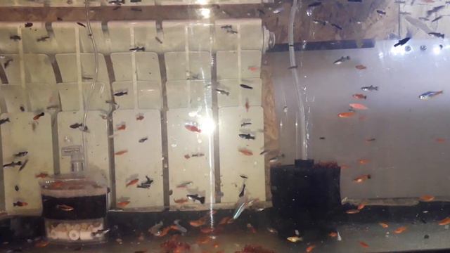 #Как#можно#быстро#поднять#малька смотреть онлайн