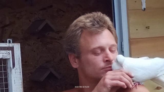 Голуби) Любовь и голубка) смотреть онлайн