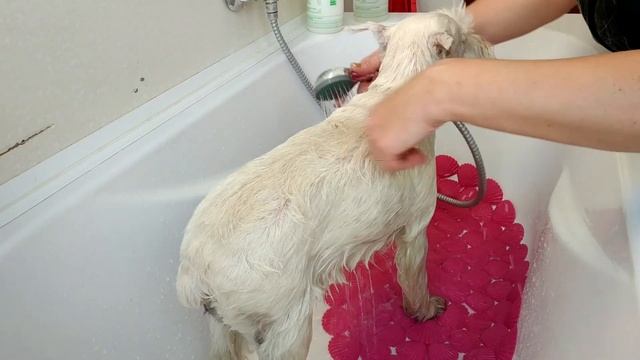 Тримминг собак в зоосалоне DogStar