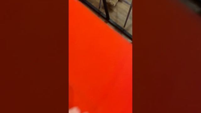 Спасёныш из Якутска. Снежа носится после баньки)) смотреть онлайн