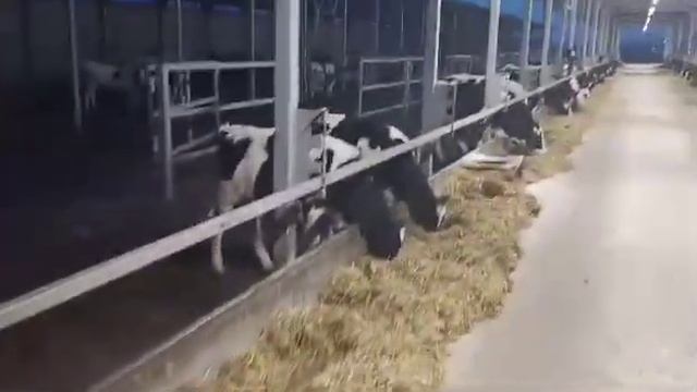 Выпойка телят. Мытьё поилок. смотреть онлайн